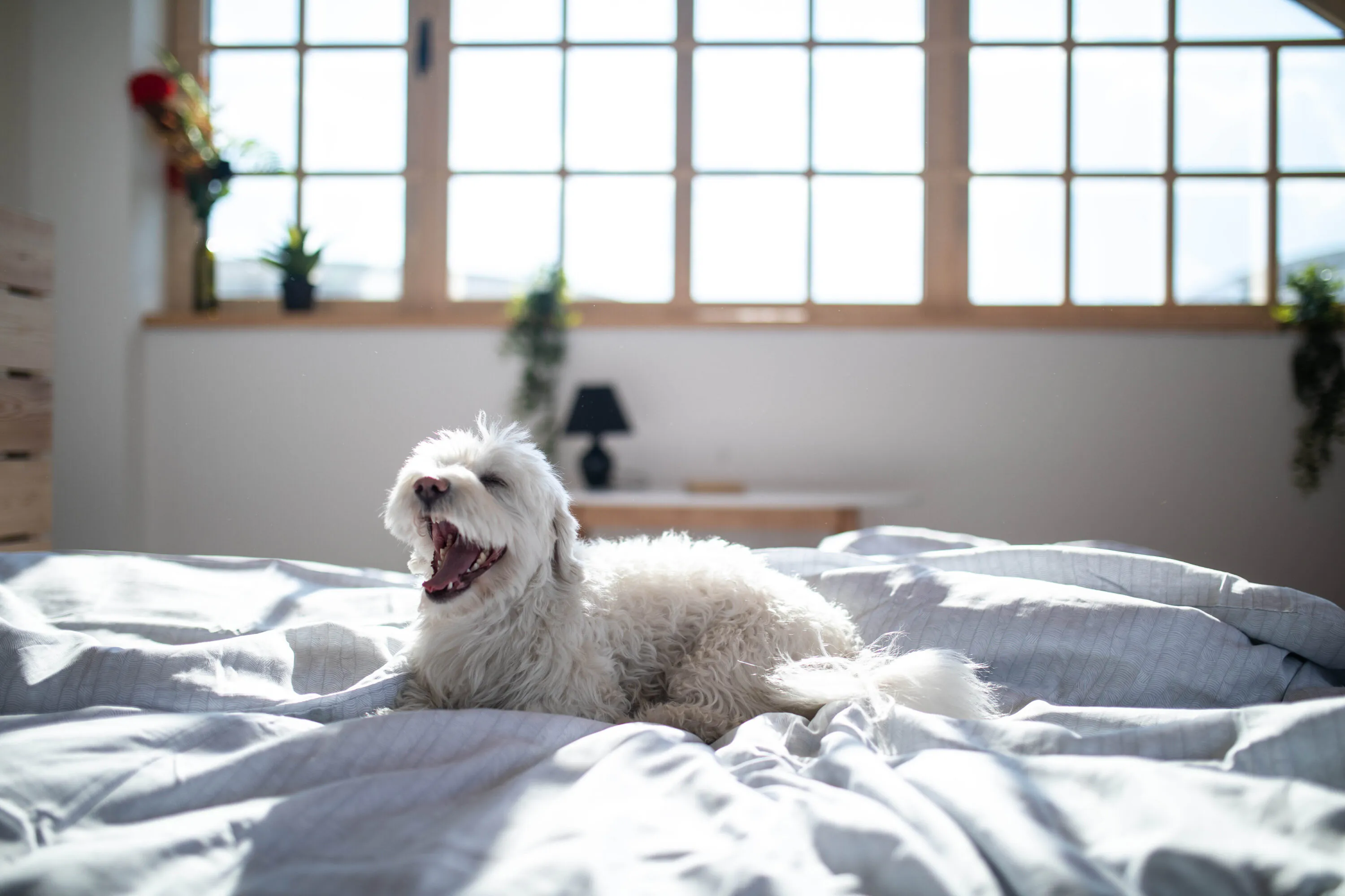 Small white dog resting on a bed in a pet-friendly apartment